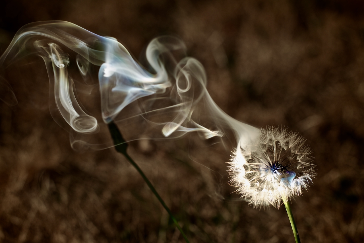 Dandelion seed head with focused light and smoke